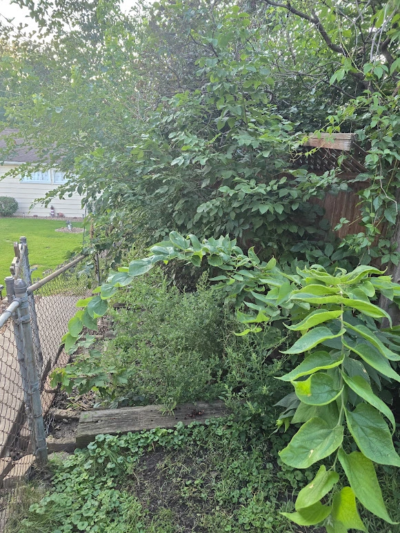 overgrown-backyard-garden-area
