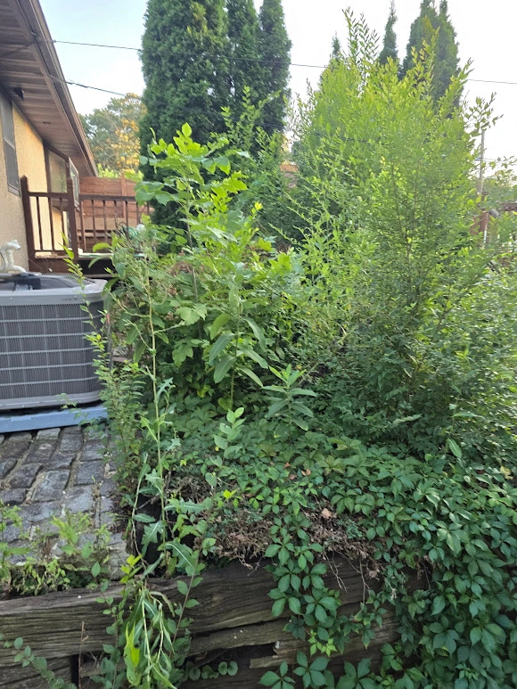 overgrown-garden-bed-before-cleanup